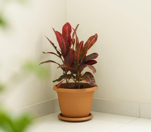 [SNOVV509] قوار فيلا 9